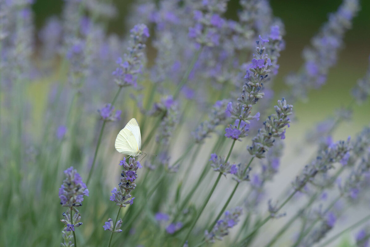 2021.05-Backyard-PA-Garden-Flower-Chrissy-Donadi-Photography-Lavender-Butterfly-Clear