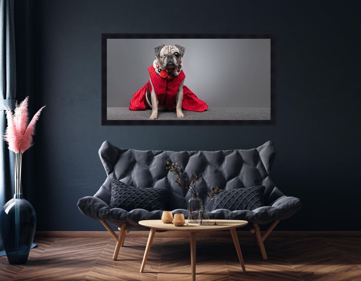 pug image over couch