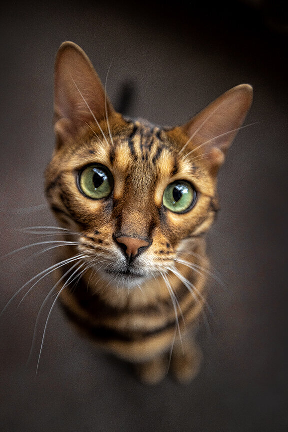 Kahlifa-the-Bengal-Cat-StunningSteedsPhoto-LR-0249-tu