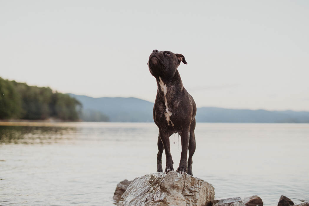 Dog standing on river rock looking at owner