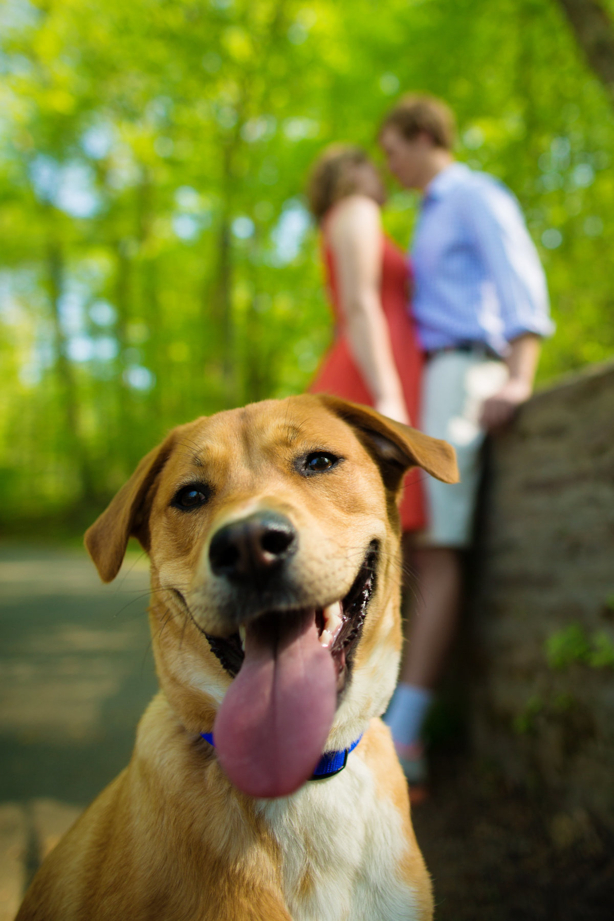 Dog with tongue out at engagement session