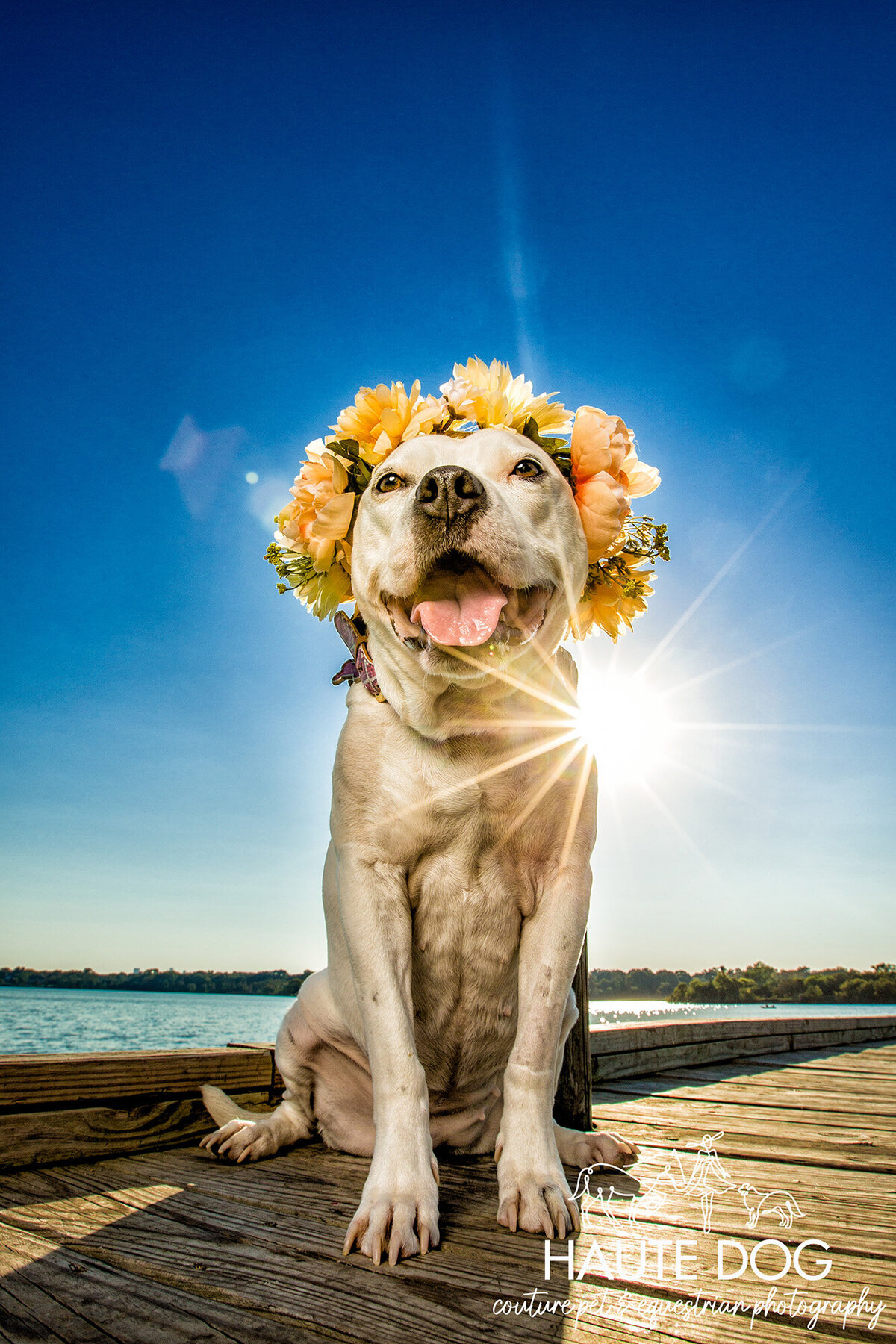 White Pit Bull dog sitting on a dock at White Rock Lake, wearing a flower crown and smiling in the sunlight, with a sun flare.