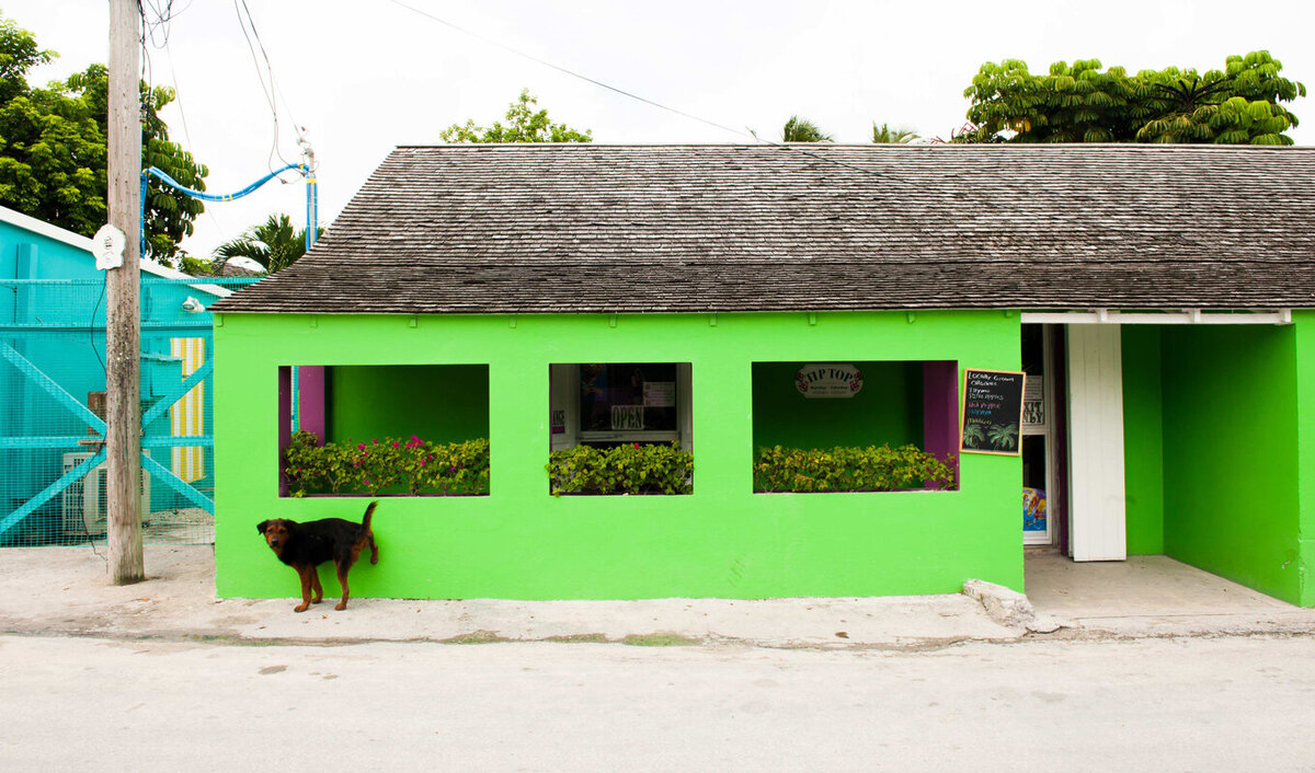 A dog on Harbour Island pees on a green building while looking at the camera.