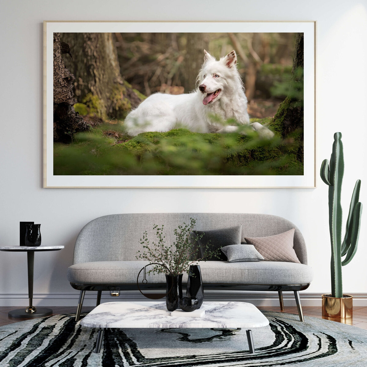 double merle border collie laying down in moss in between two trees a forest in Maine 