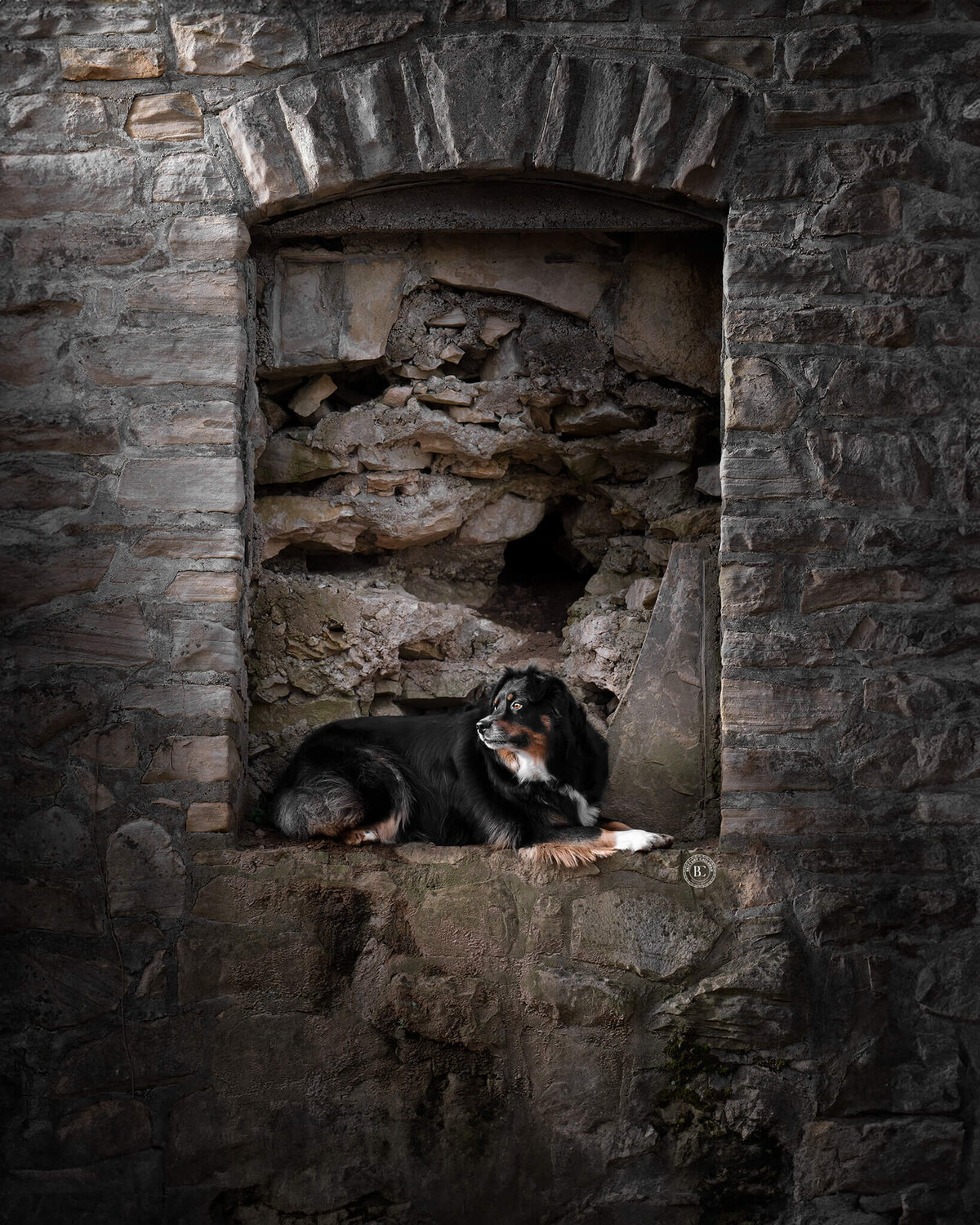Australian Shepherd dog  laying down in a stone wall window frame.