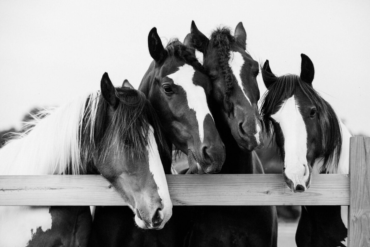 horse-photography-saratoga springs-ny-1