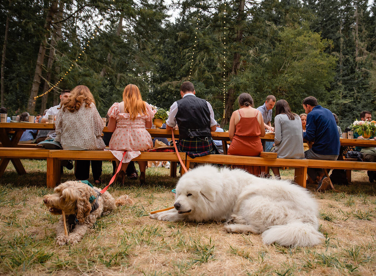 San-juan-wedding-photographer_lakedale-reception-with-dogs