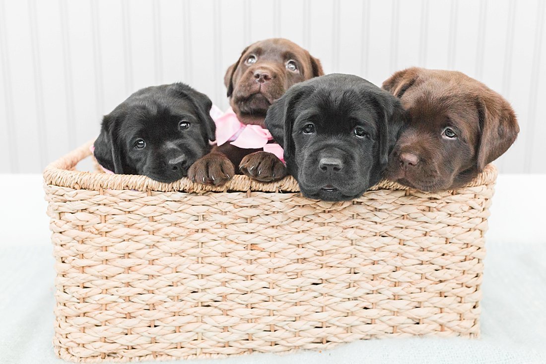 Four black and chocolate lab puppies sitting in a basket