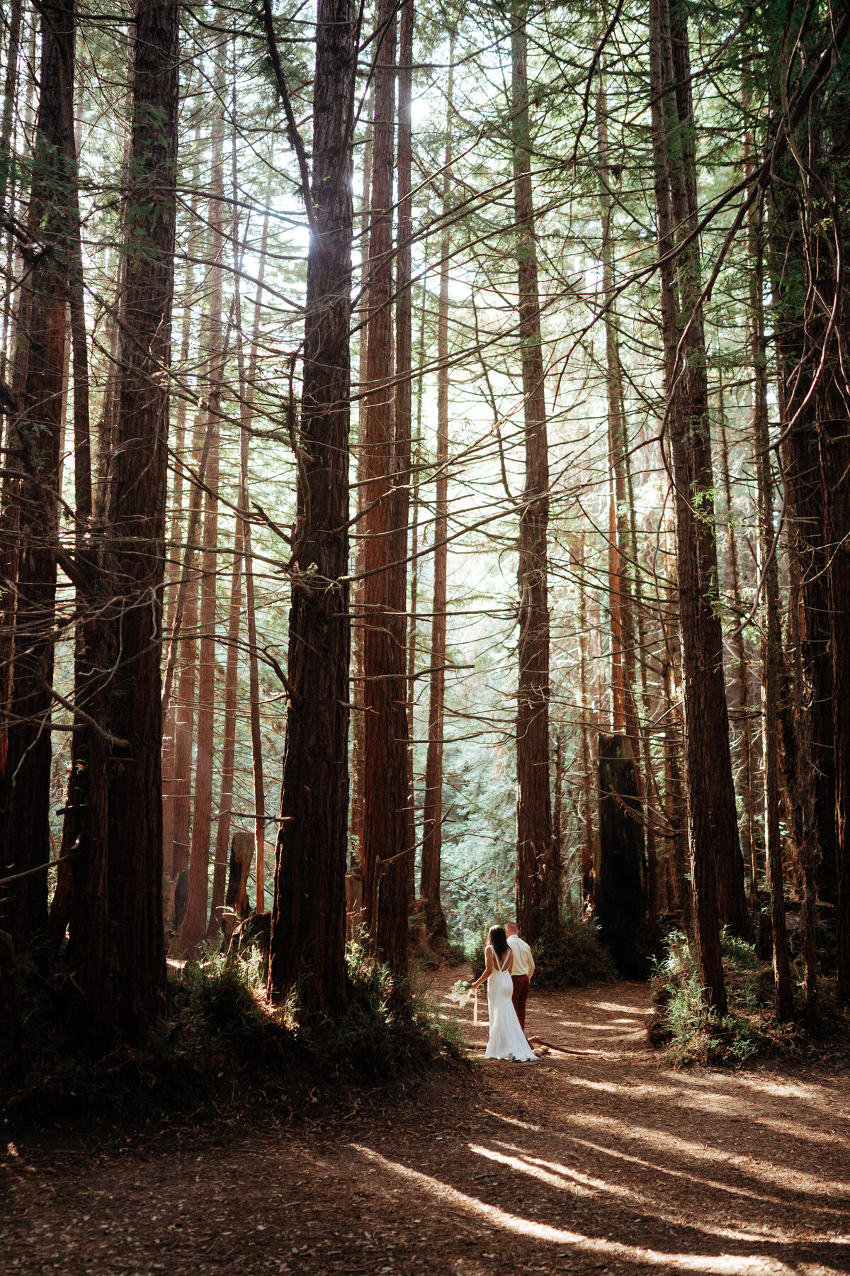 redwoods.santacruzDSC01197