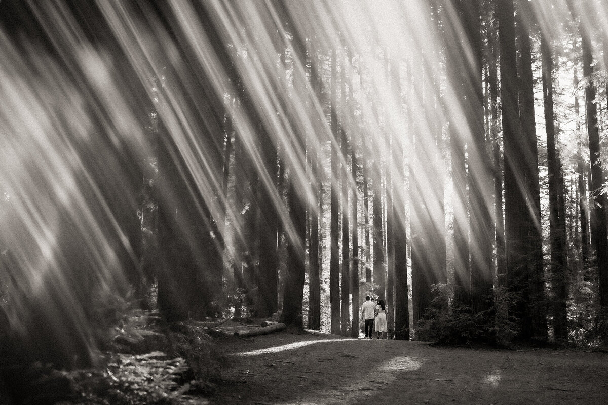 Artistic wide angle black and white family photo in Oakland Redwoods with light beams.