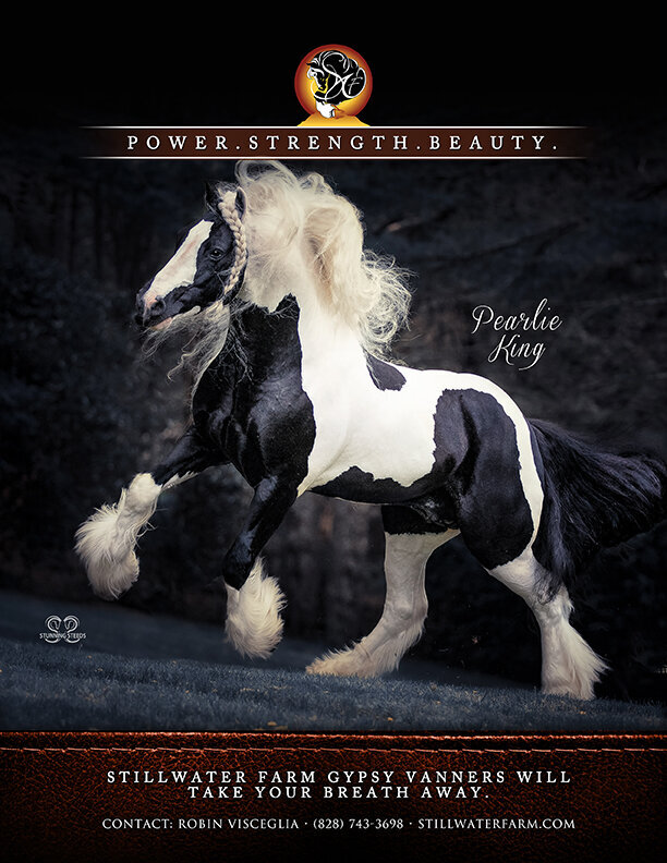 gypsy vanner stallion magazine ad advertisement