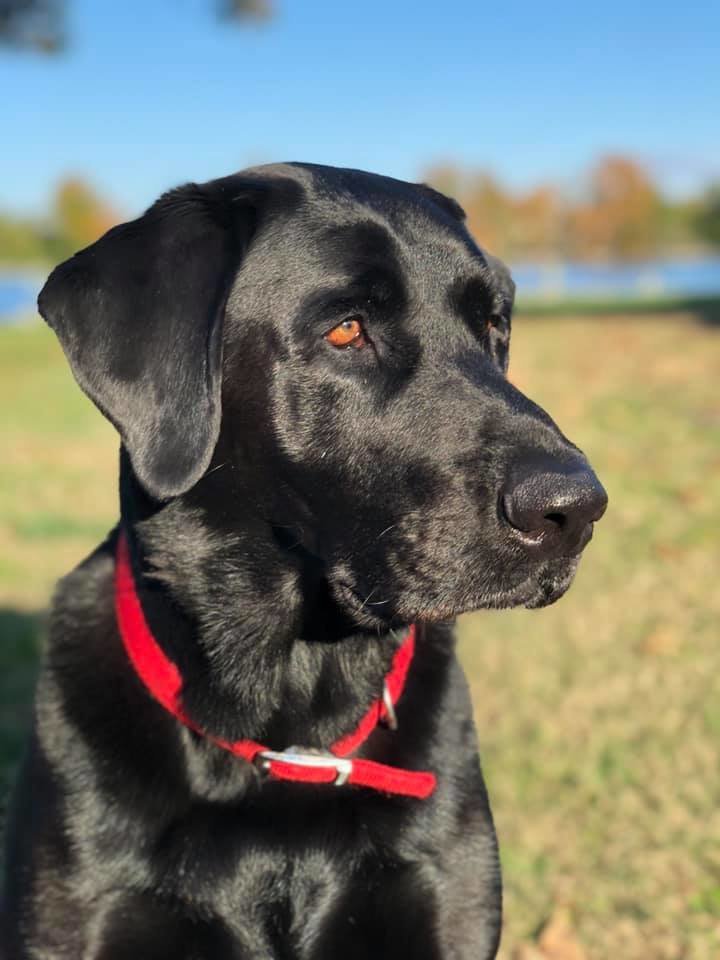 Black Lab