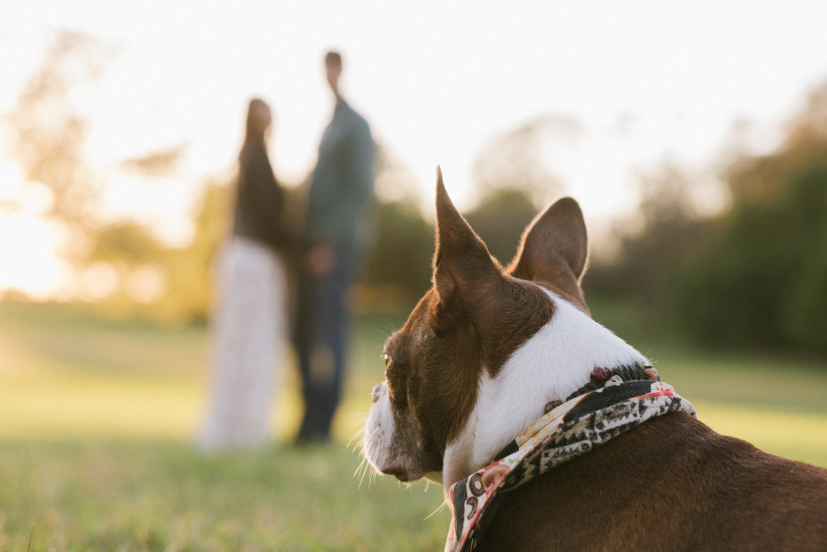 Dog at a fall engagement session in NJ