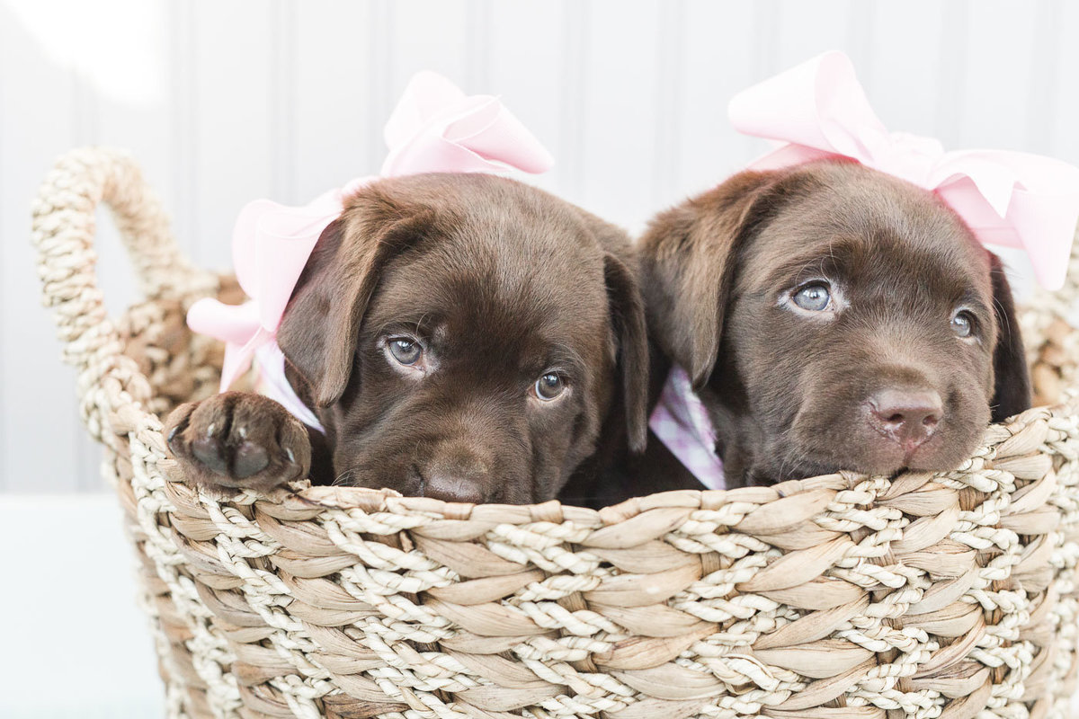 Two Chocolate Lab Puppies sitting in a basket