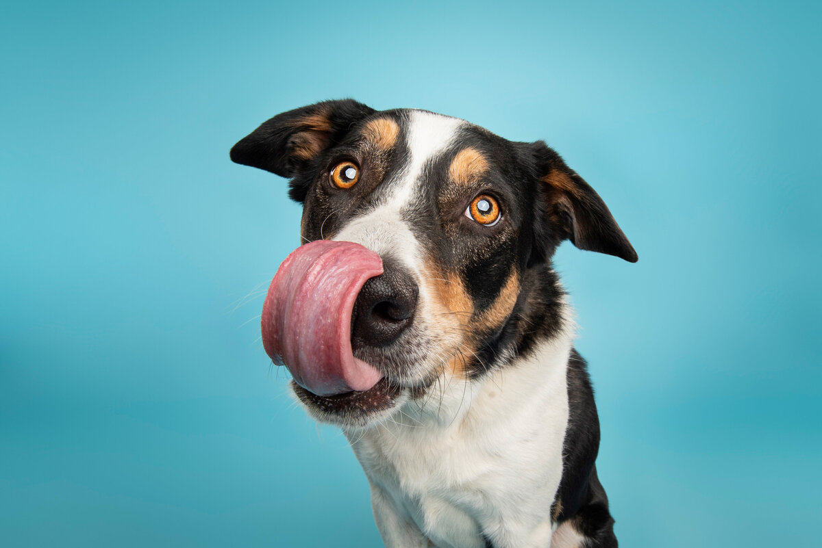 Sacramento Dog Photographer Kylie Compton Photography rescue dog mix with his tongue out