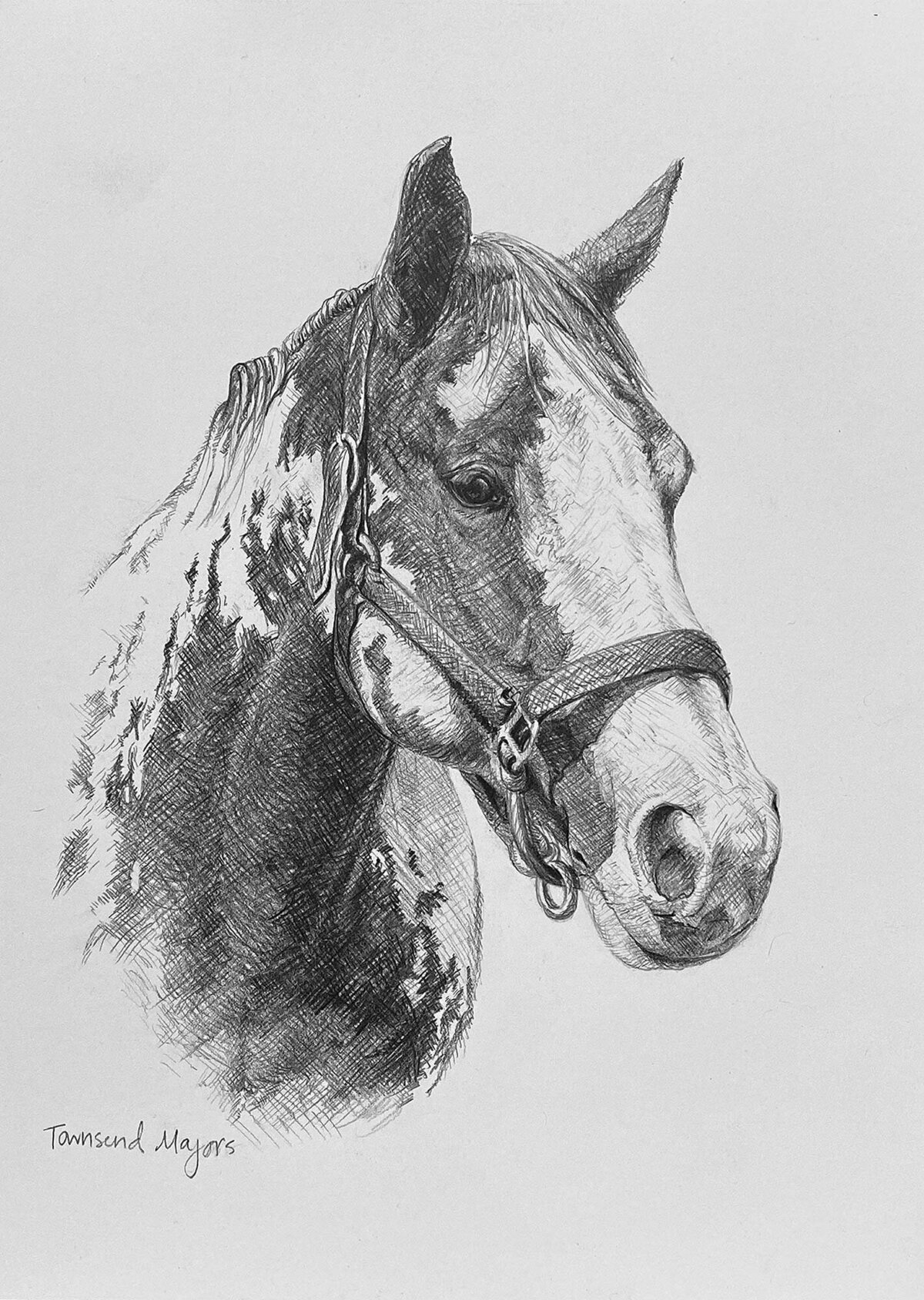 Townsend Majors' graphite drawing of a horse