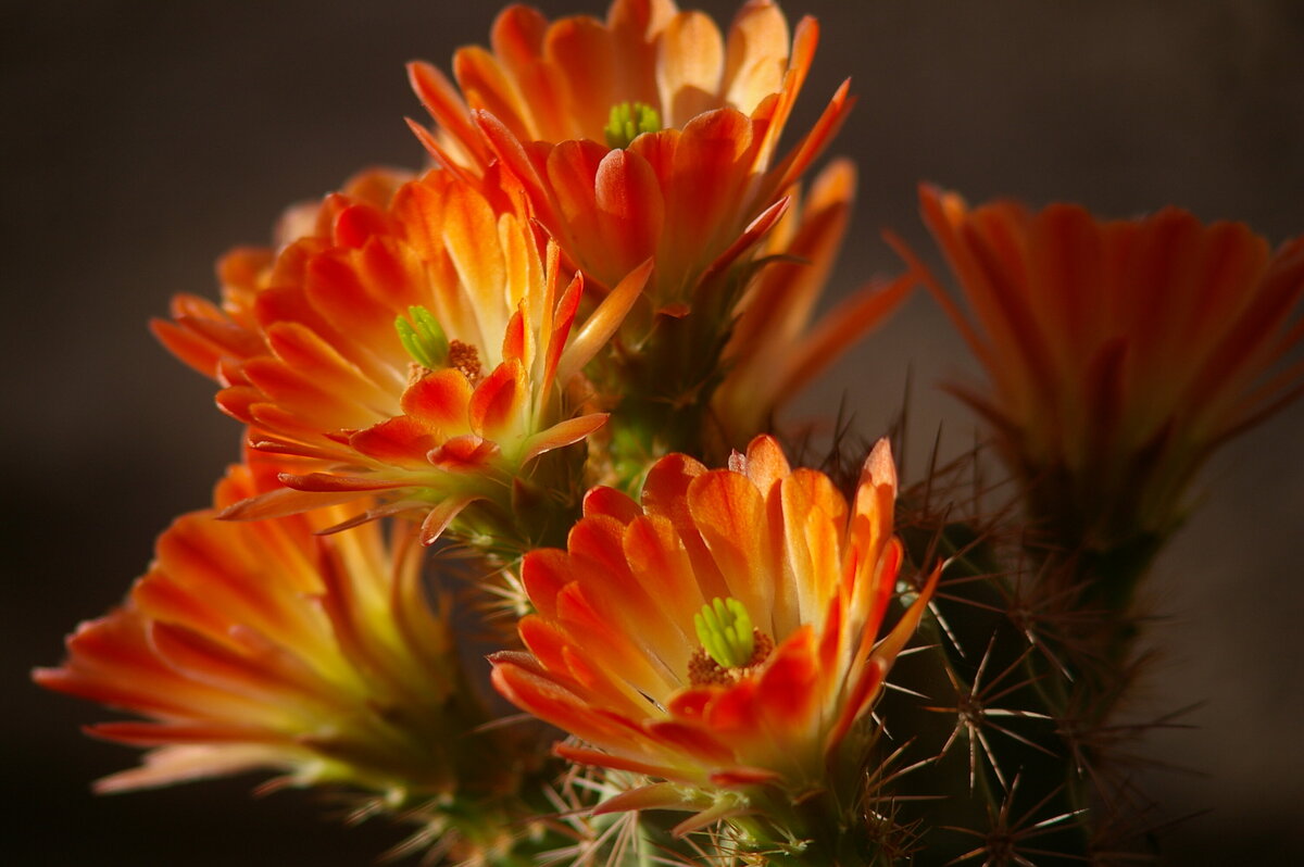 Spring 2006 017