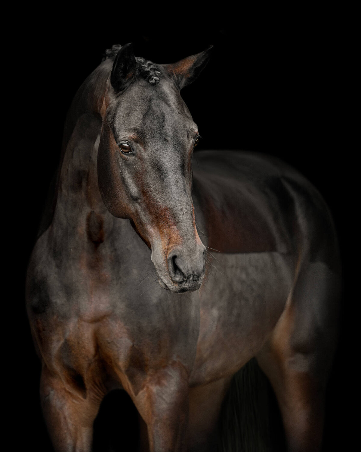 Bay Irish Sport Horse mare with braided mane and forelock photographed against a black background.