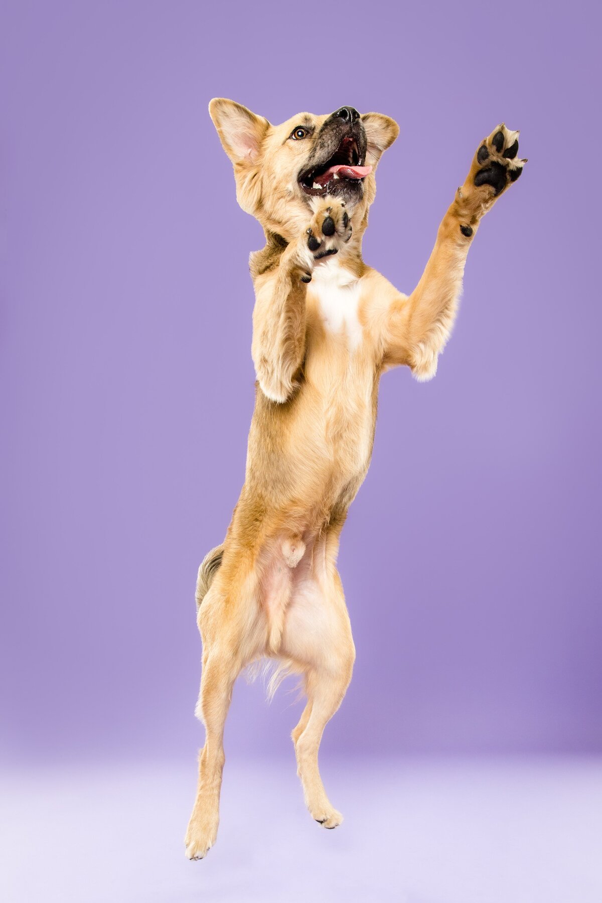 The Beloved Pup Photo Studios Portfolio - Alabama Dog Photographer 2