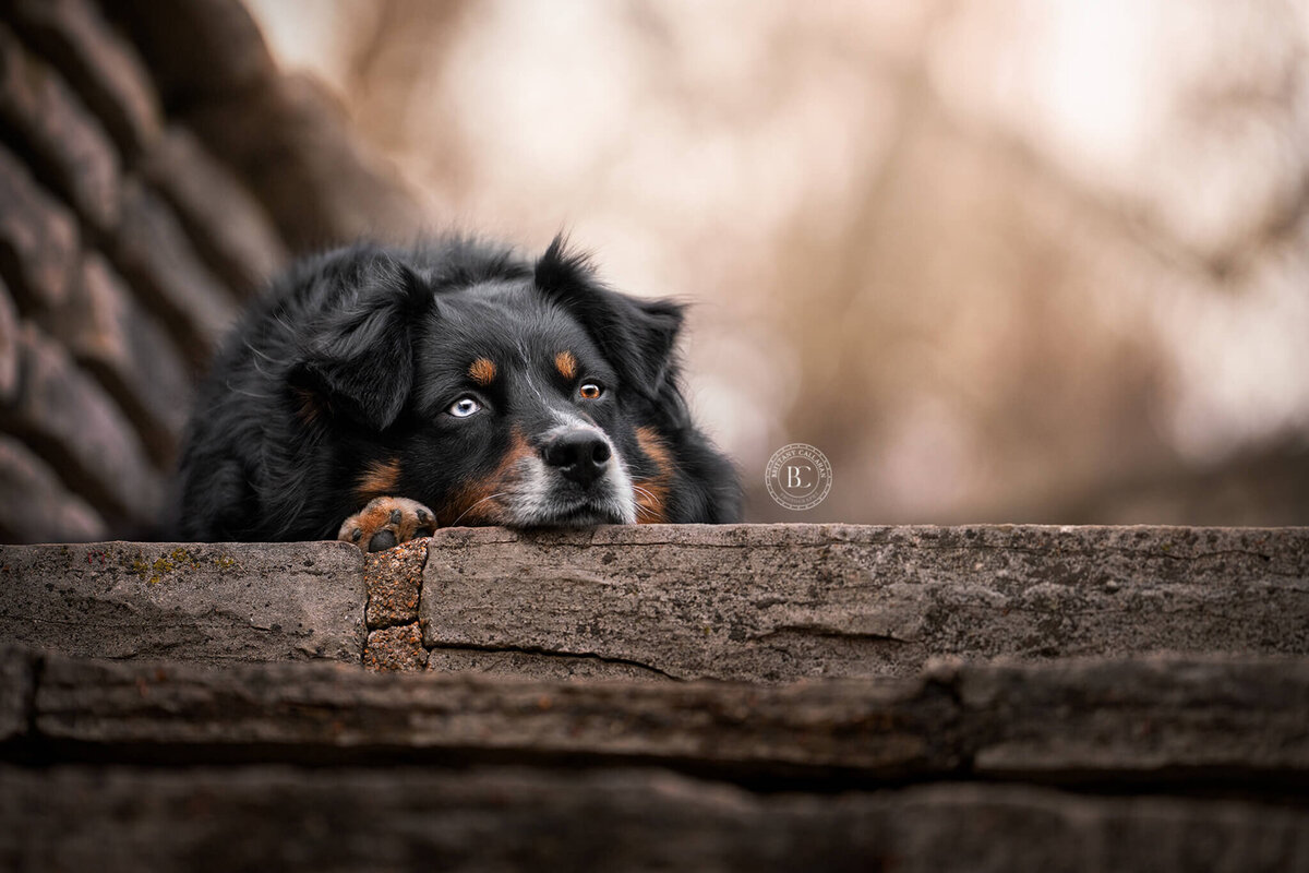 Australian Shepherd dog laying down on the top of a staircase with head down looking off to the side. 