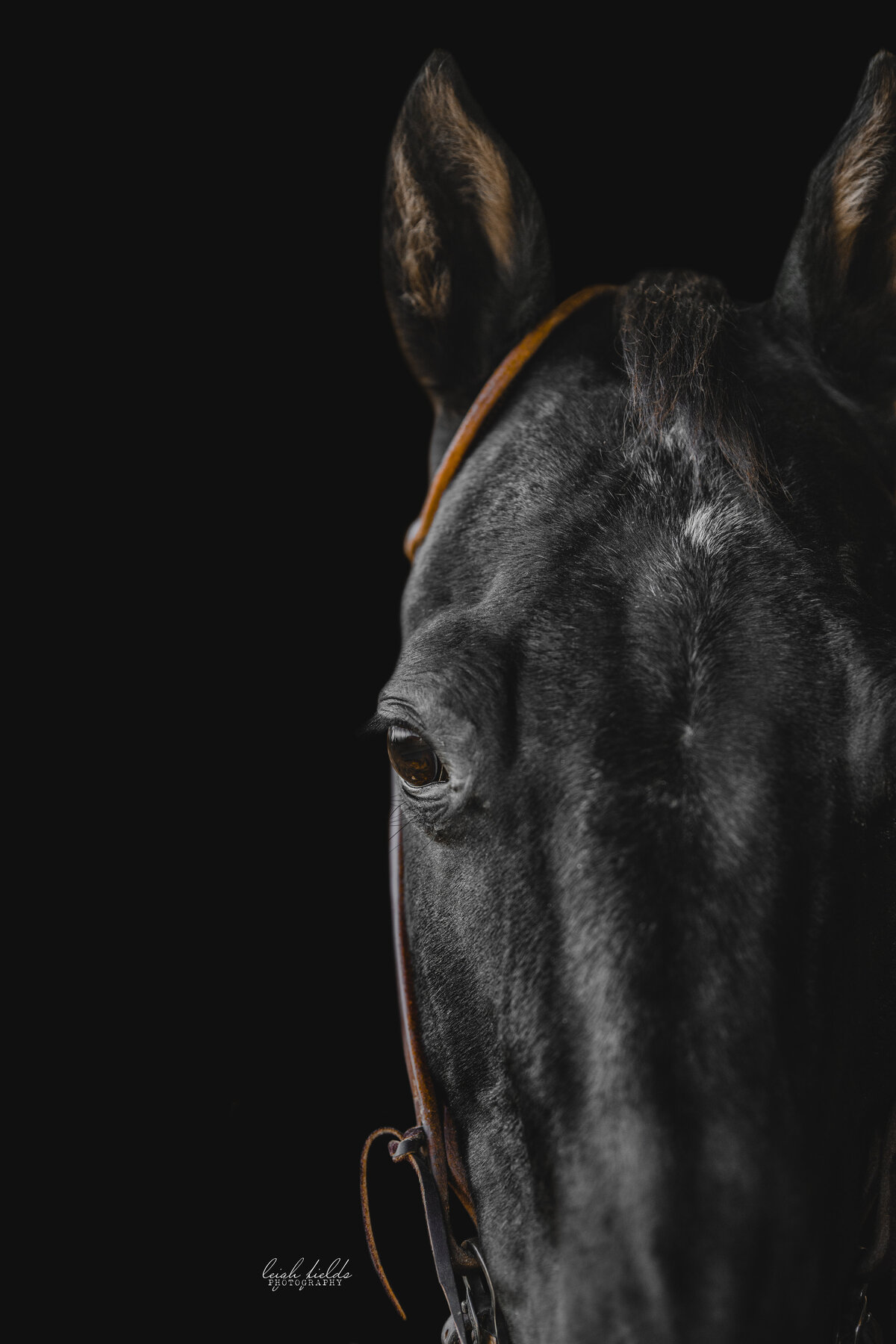 black horse equine photo shoot north carolina