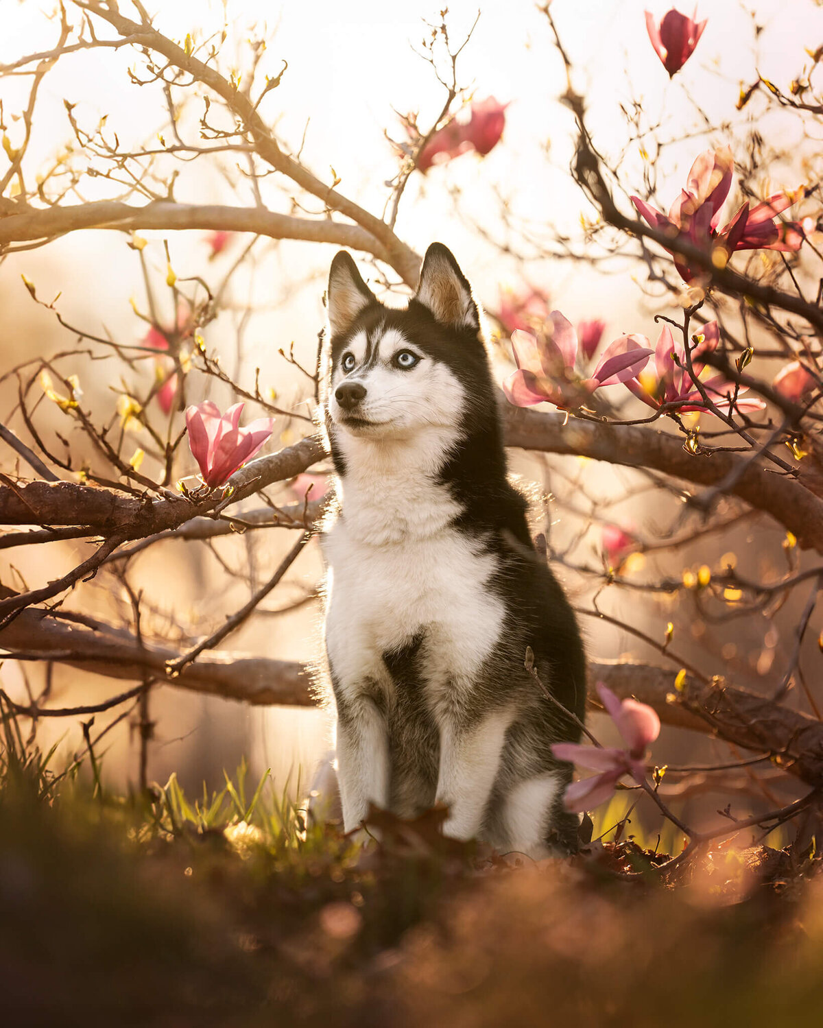 Pomsky dog sitting in trees with pink flowers with golden hour lighting behind coming through the branches. 