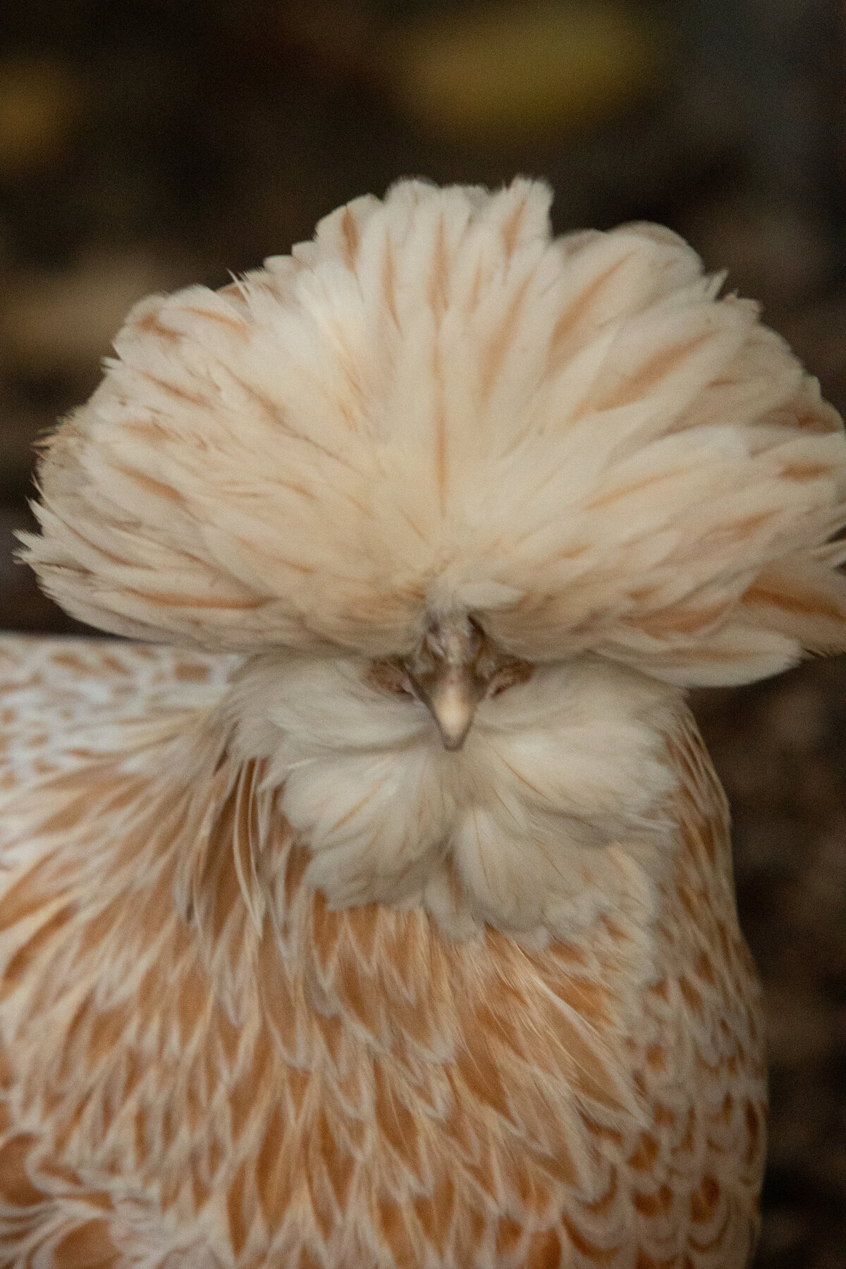 Rockland-County-Photographer-Chickens-2