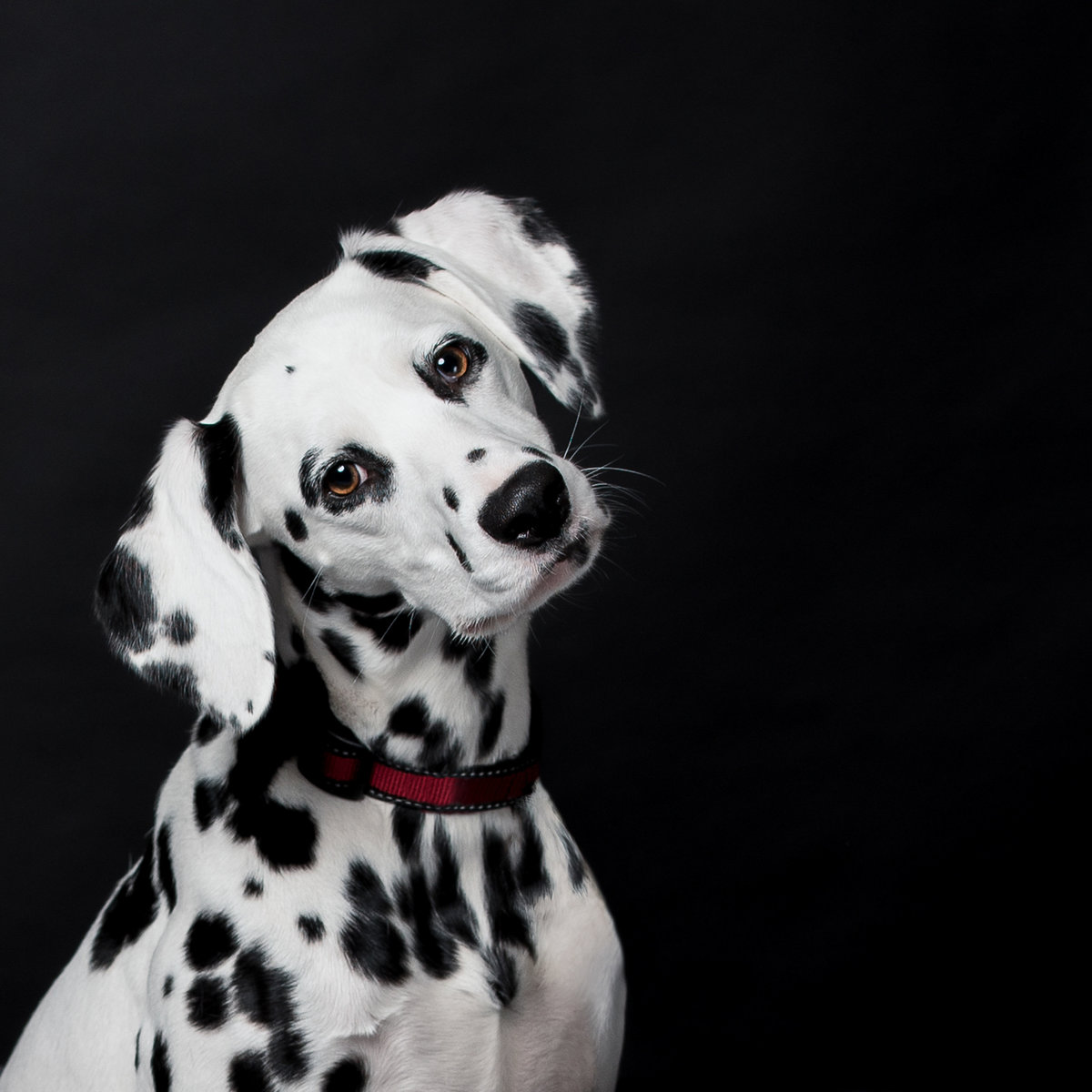 Dalmatian dog with head tilt on a black background
