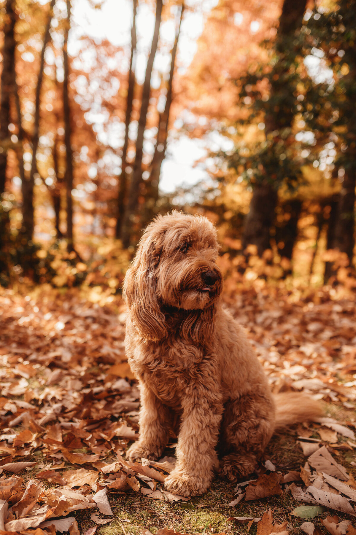 Puppy poses for portraits during Family Photos on the Blue Ridge Parkway in the Fall in Asheville.