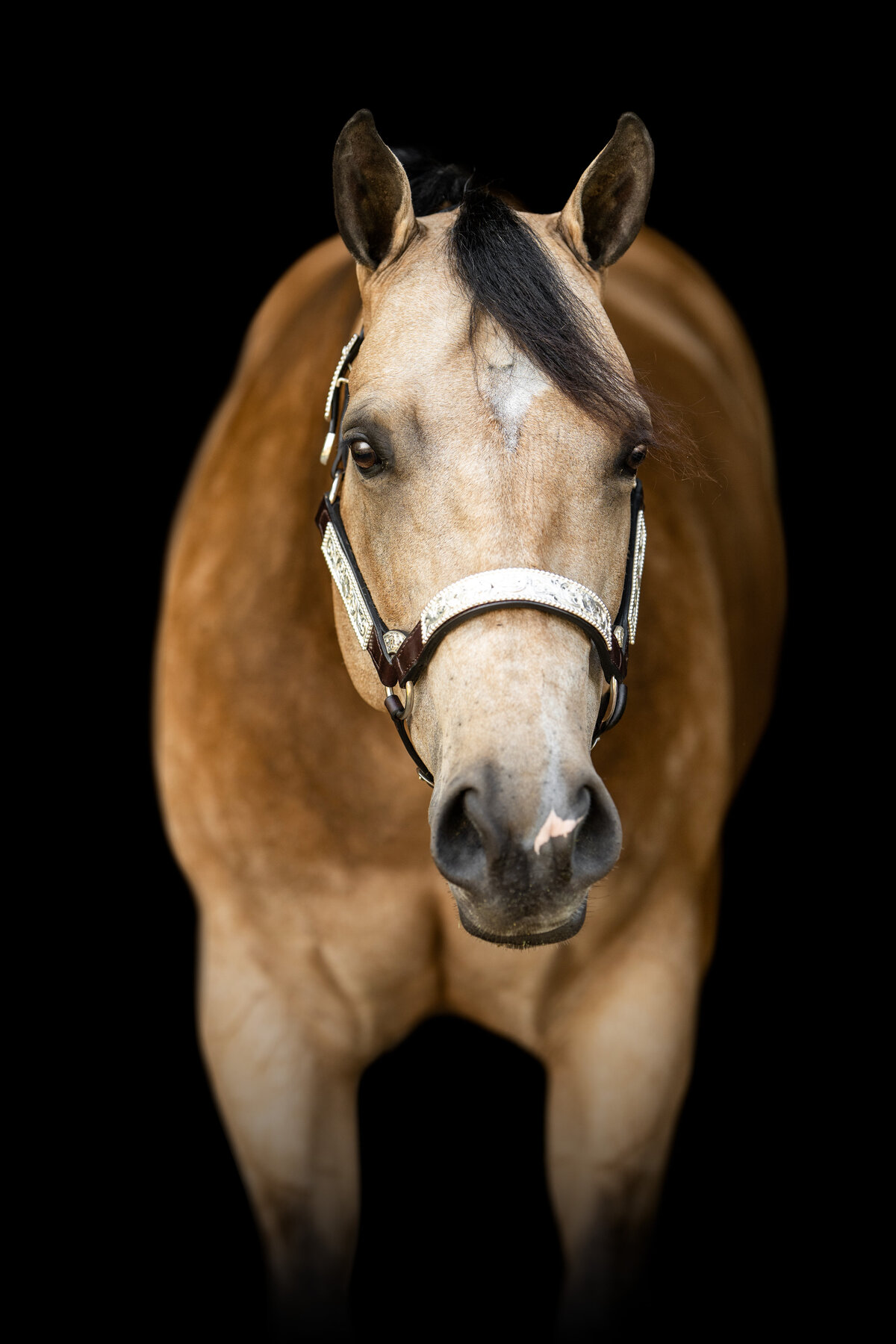 Striking fine art portrait of a western horse on a black background, photographed by a professional equine photographer specializing in timeless, high-end horse photography.