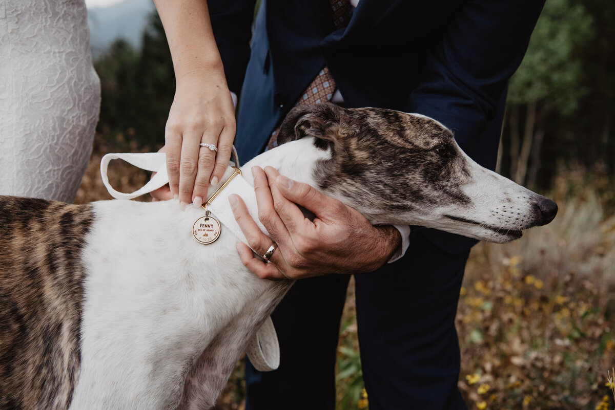 Photographers Jackson Hole capture bride and groom hugging dog