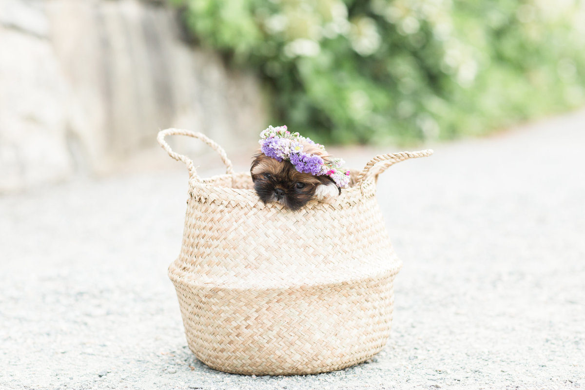 Shih Tzu puppy wearing a flower crown sitting in a basket