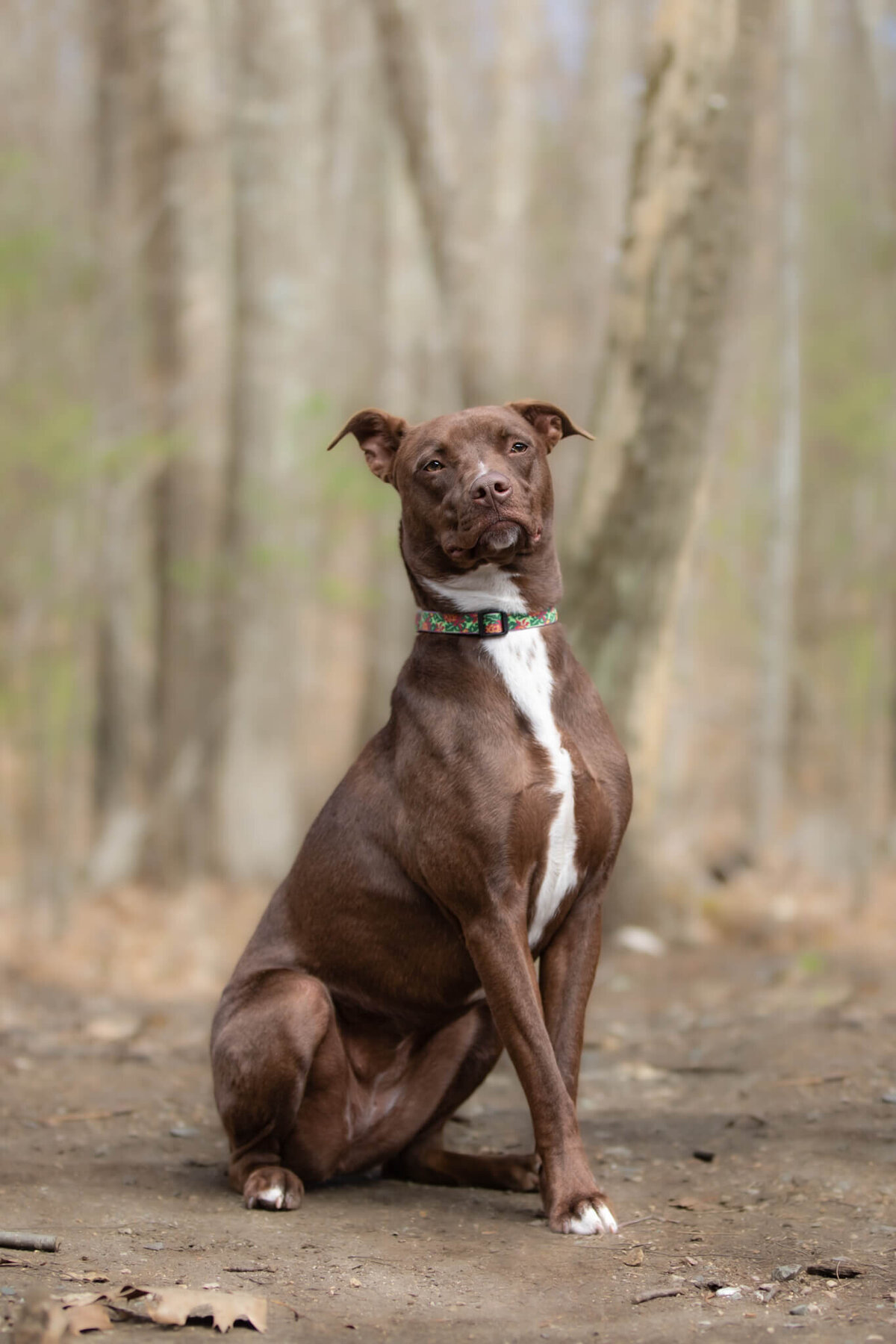 Beautiful dark brown rescue dog sitting pretty for her photos with a Worcester Dog Photographer