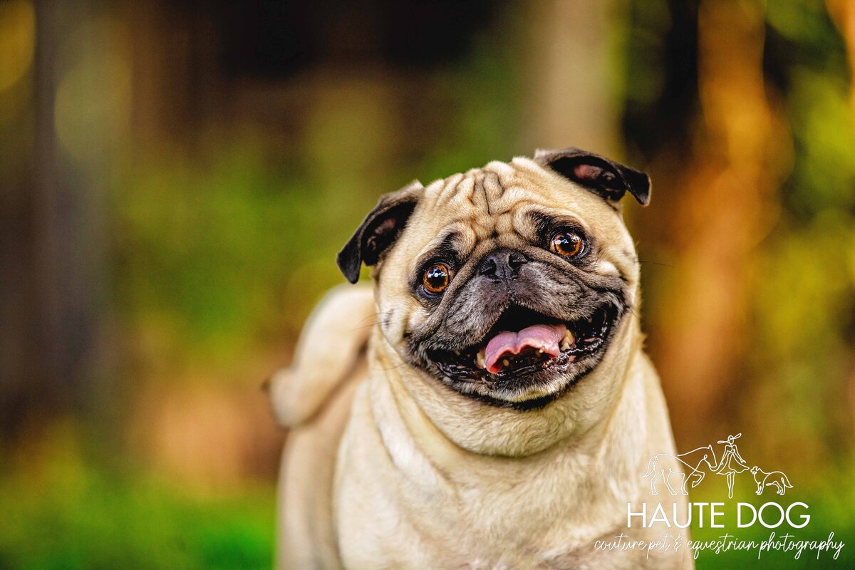 A close-up of a cheerful and expressive Pug dog with short fawn-colored fur and a wrinkled face, smiling with its mouth open and its tongue out.
