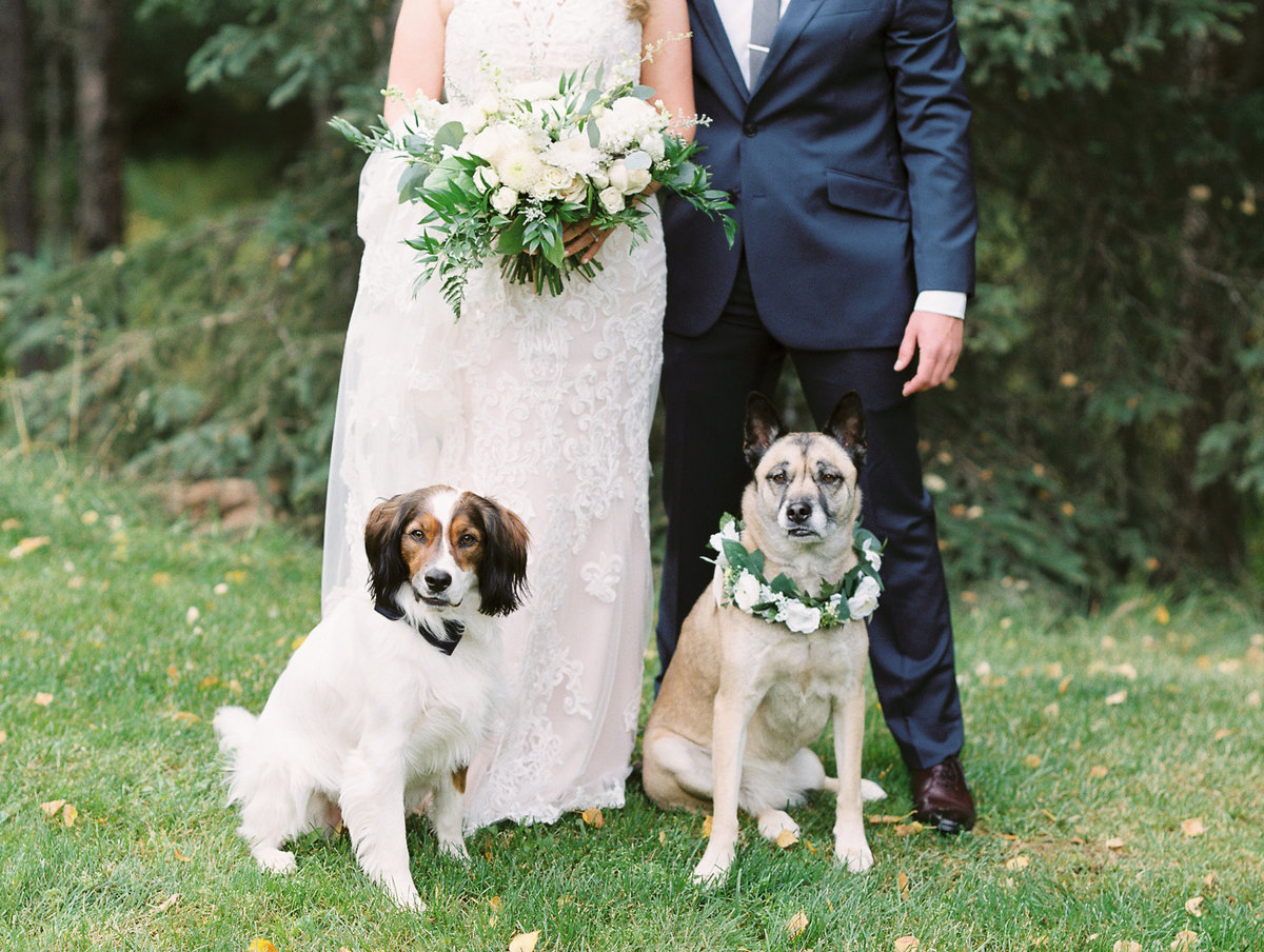 Alaska wedding with dogs