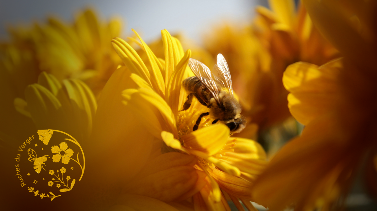 Logo inséré en bas à gauche sur une photo  représentant une abeille en train de butiner une fleur jaune
