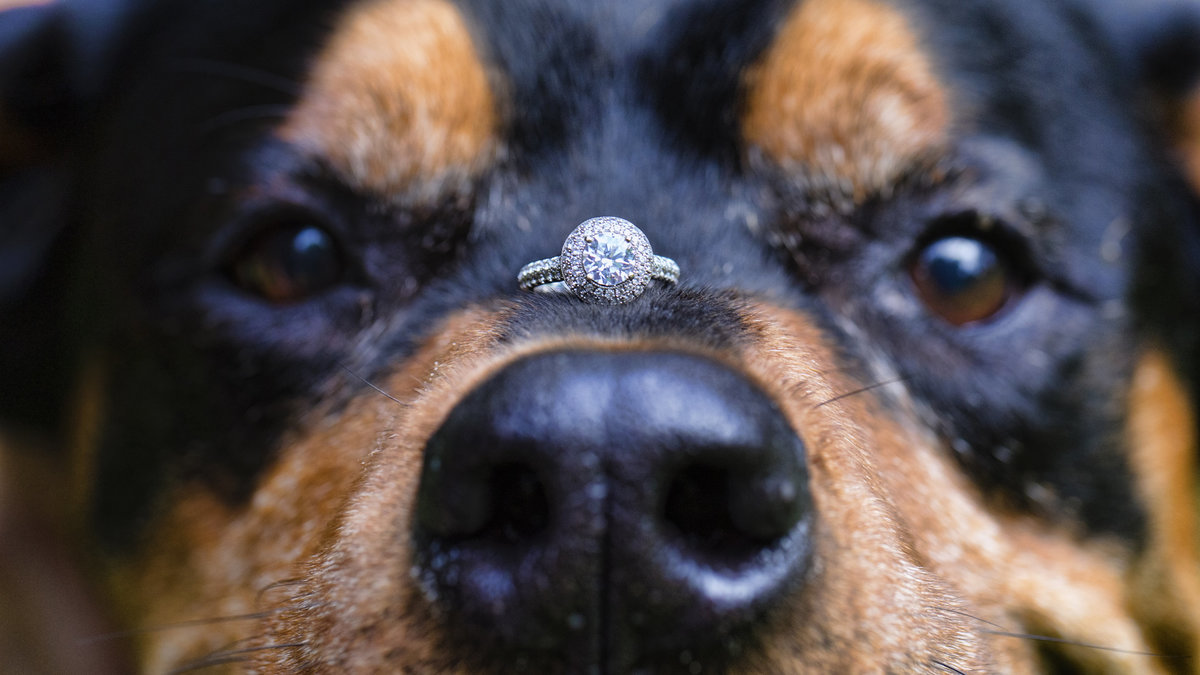 Dog with ring on nose at engagement session