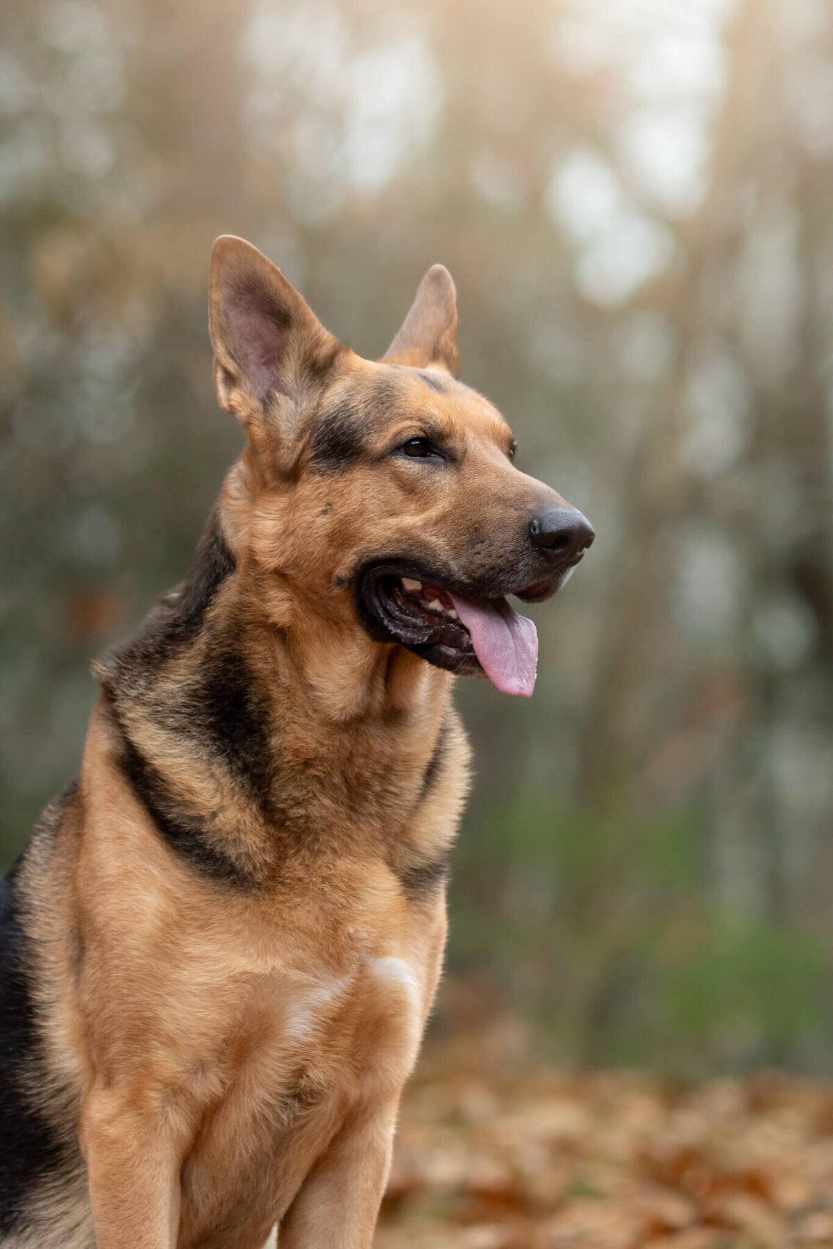 Male tan and black German Shepard looking to the right with his tongue out