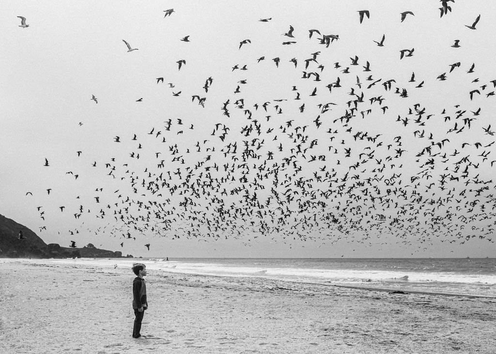 Environmental Portrait of boy on beach looking up toward hundreds of birds flying