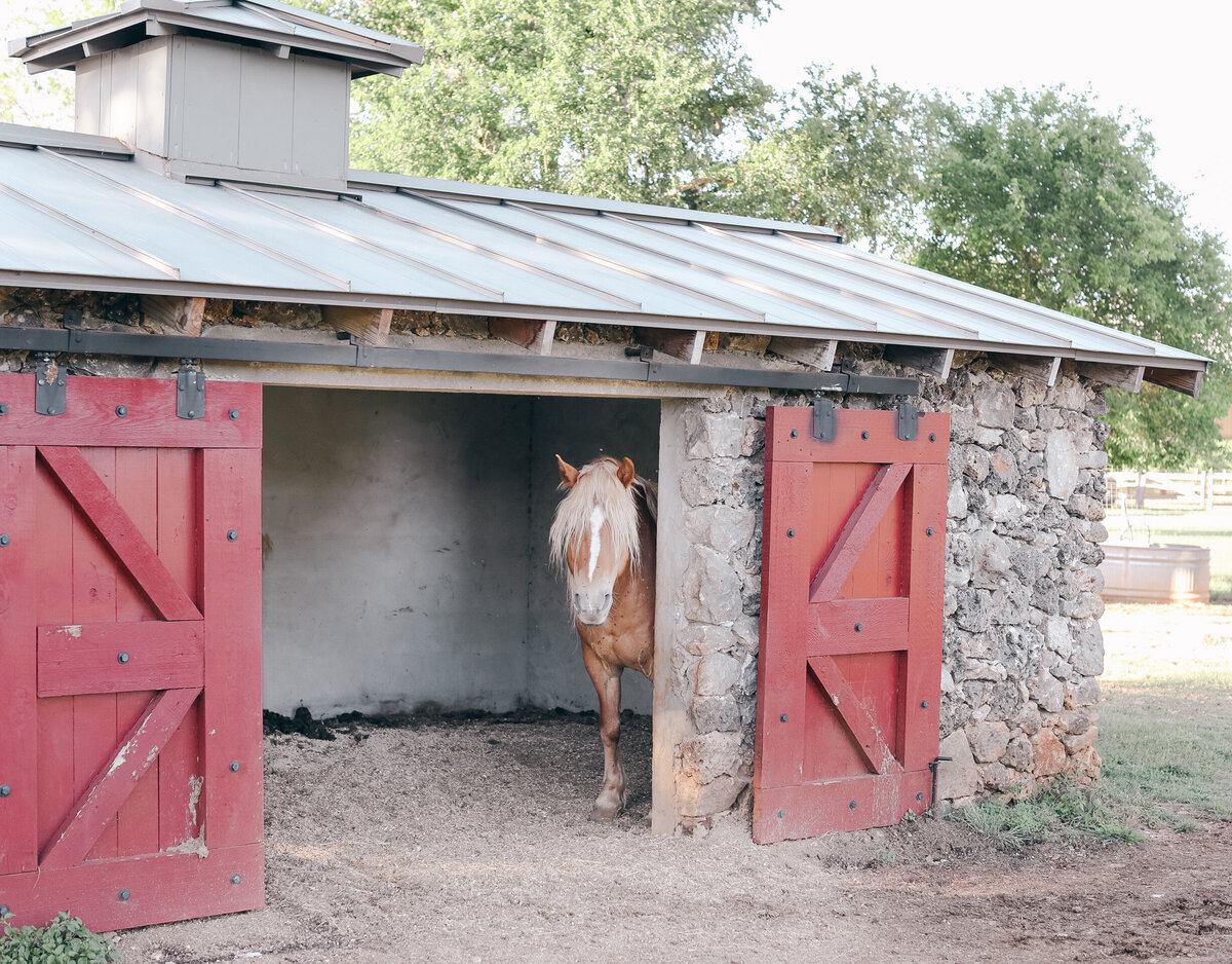 miniature horse barn