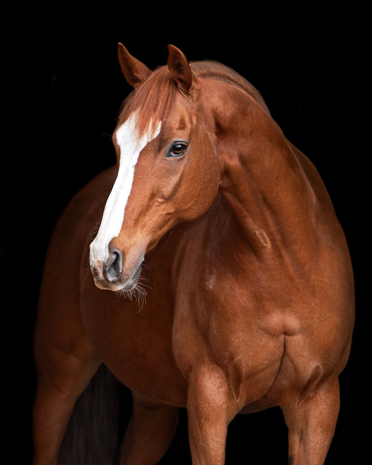Chestnut Thoroughbred Mare with large blaze looking to the side captured on a black background style portrait. 