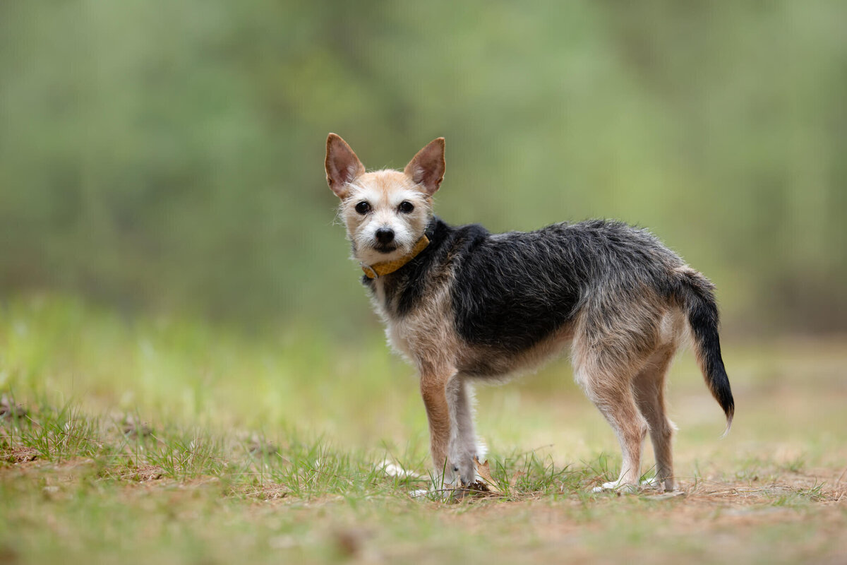 Small wire terrier dog  standing on a grassy trail