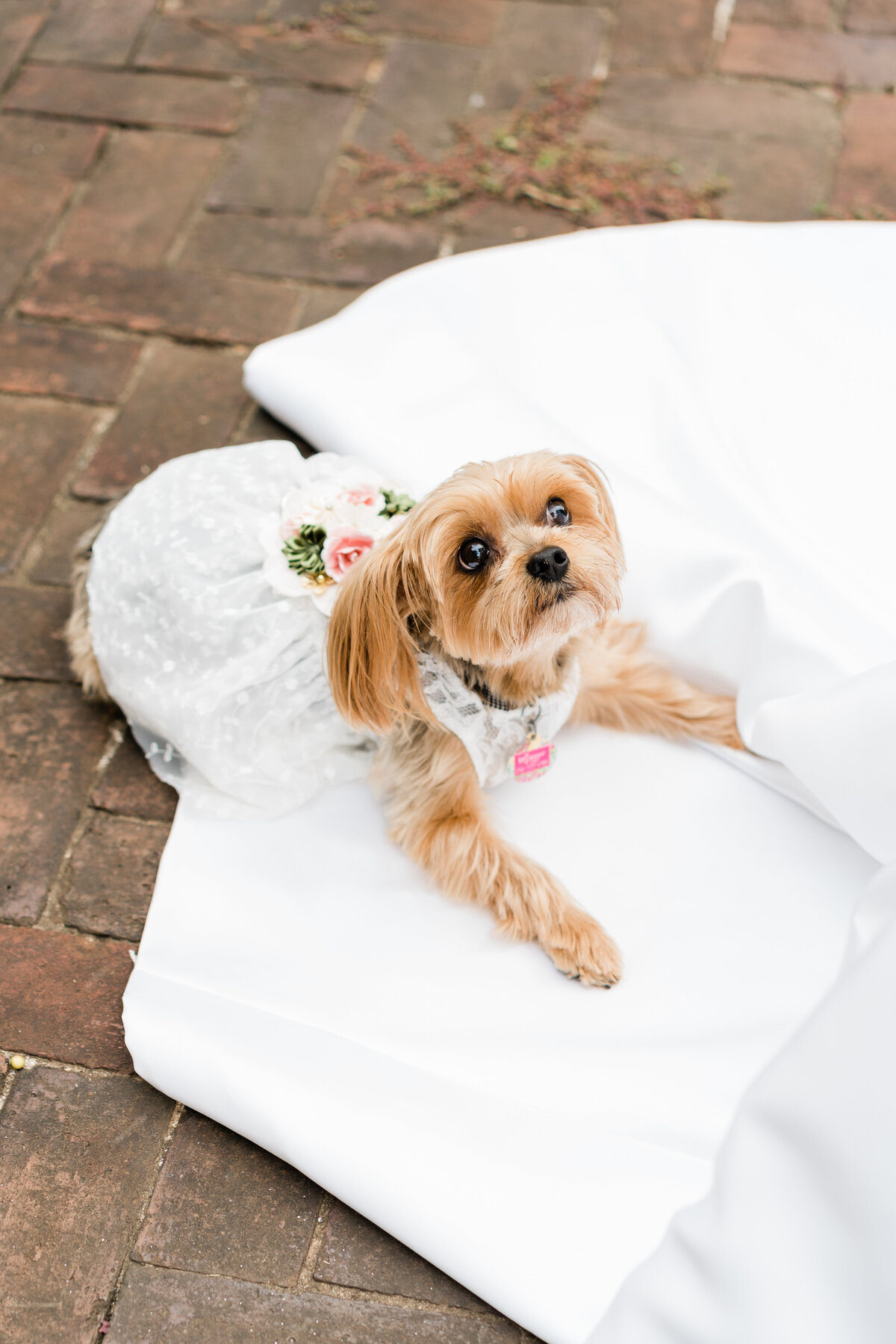 Dog laying on wedding dress