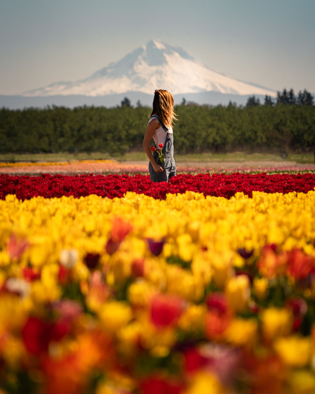 Woman in short overalls on front of red and yellow tulip field looking at Mount Rainier