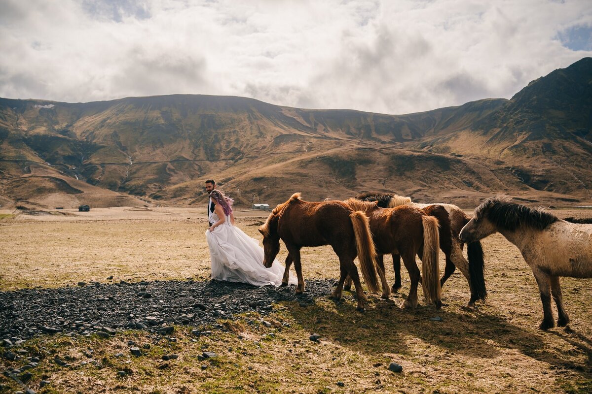 Amidst the Icelandic beauty, this couple shares a kiss, surrounded by the majestic presence of horses, creating a magical moment filled with love and nature's charm.