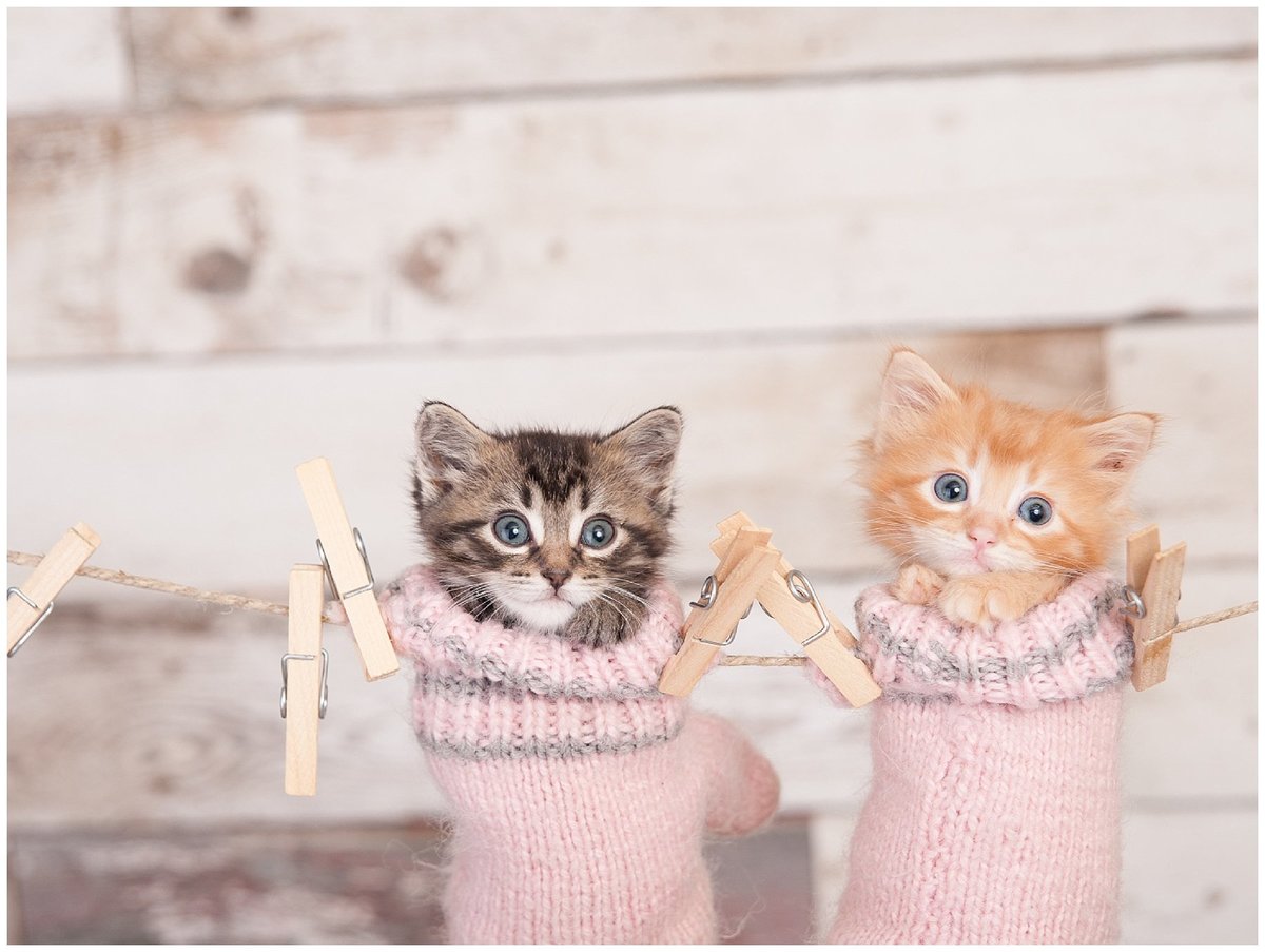 photo of two kittens in pink socks hanging from a clothes line