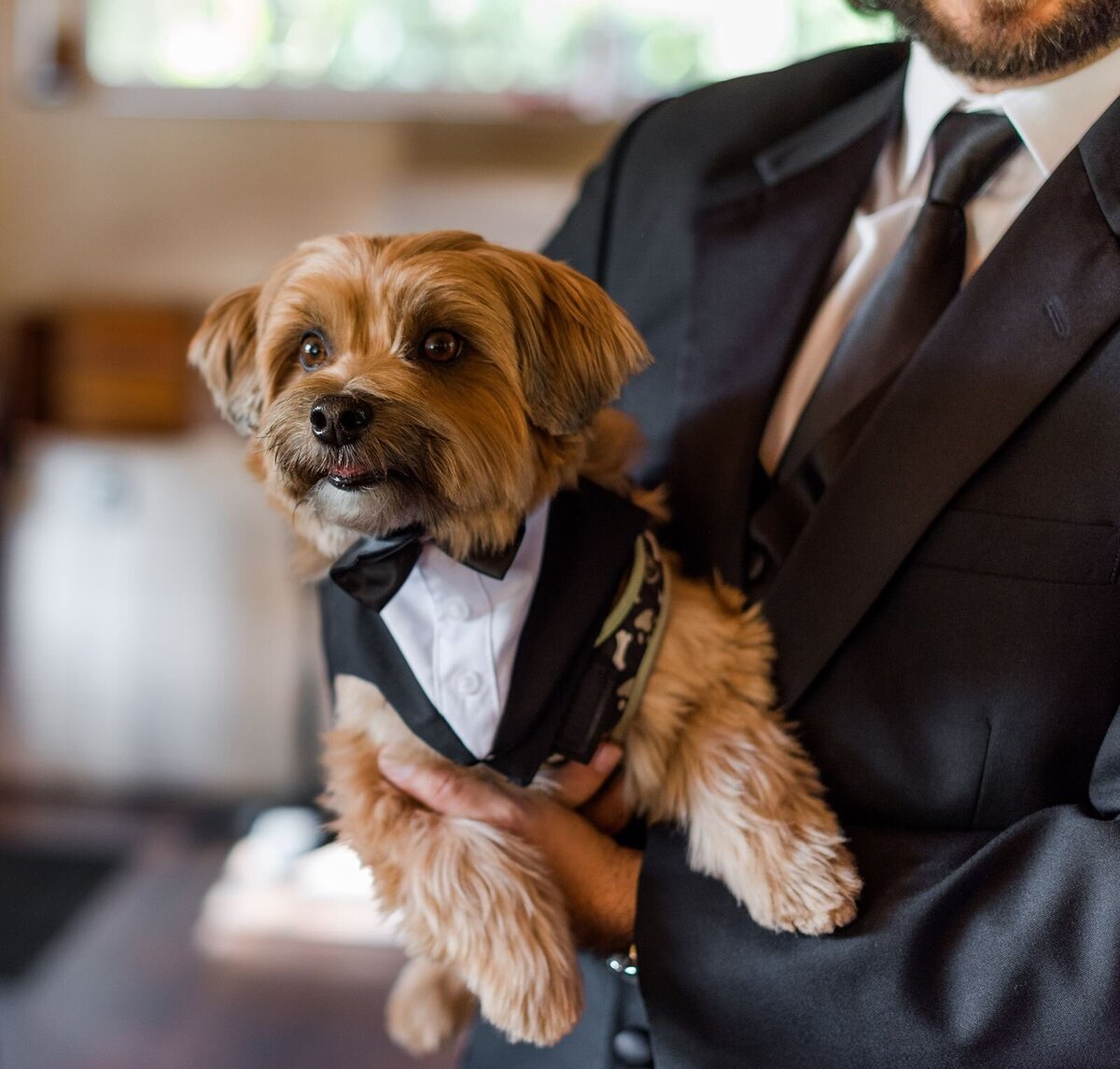 Dog in tux for wedding The Acre Orlando Florida