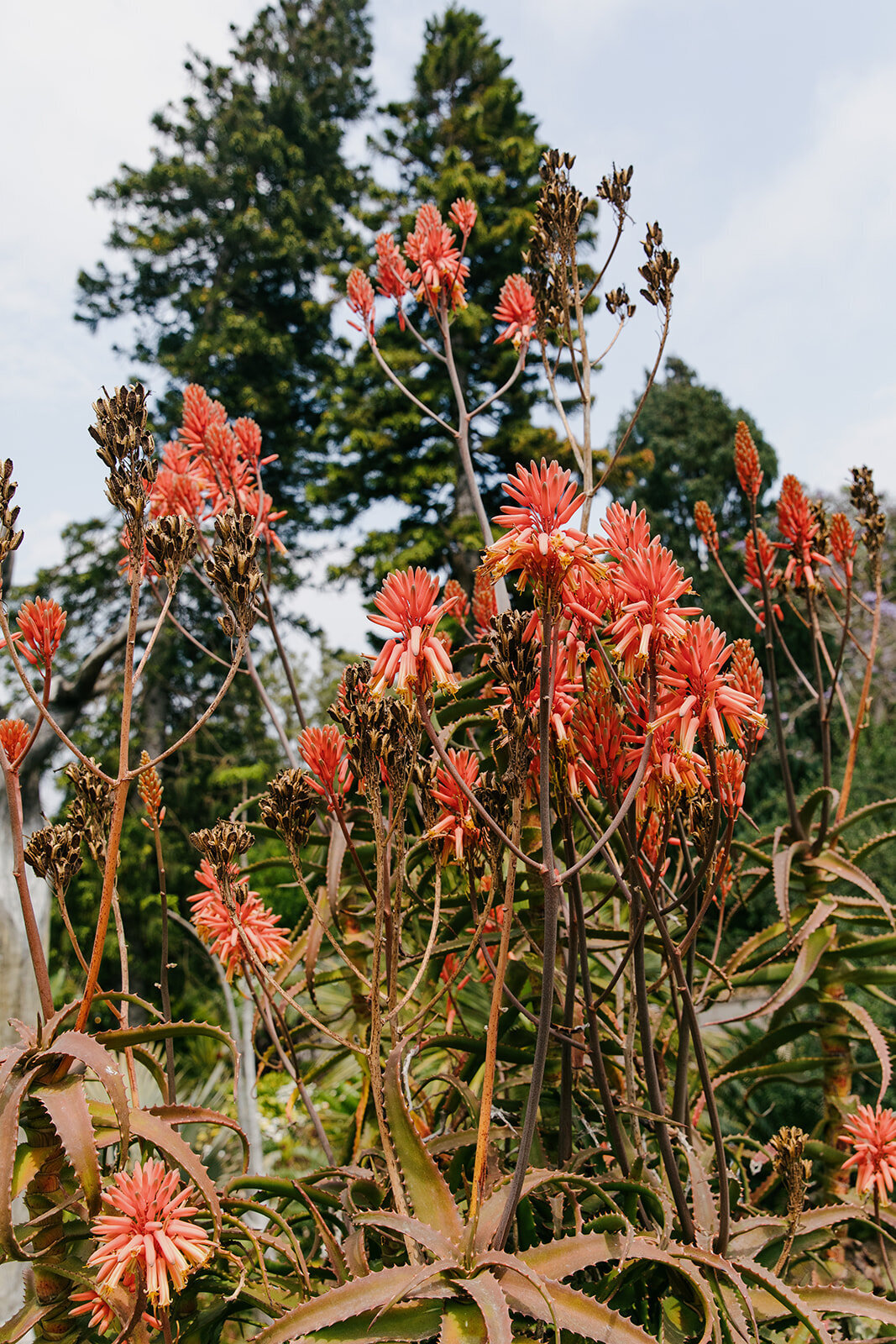 Santa-Monica-California-Wedding-Florist-43