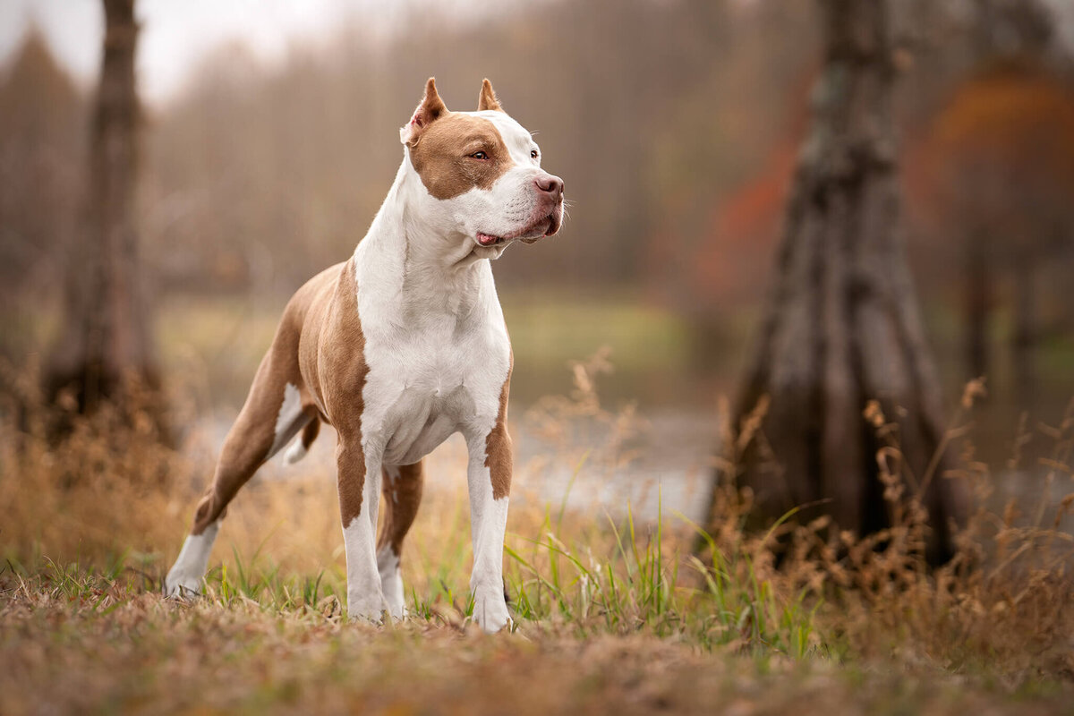 American Pit Bull Dog standing next to cypress trees and a pond
