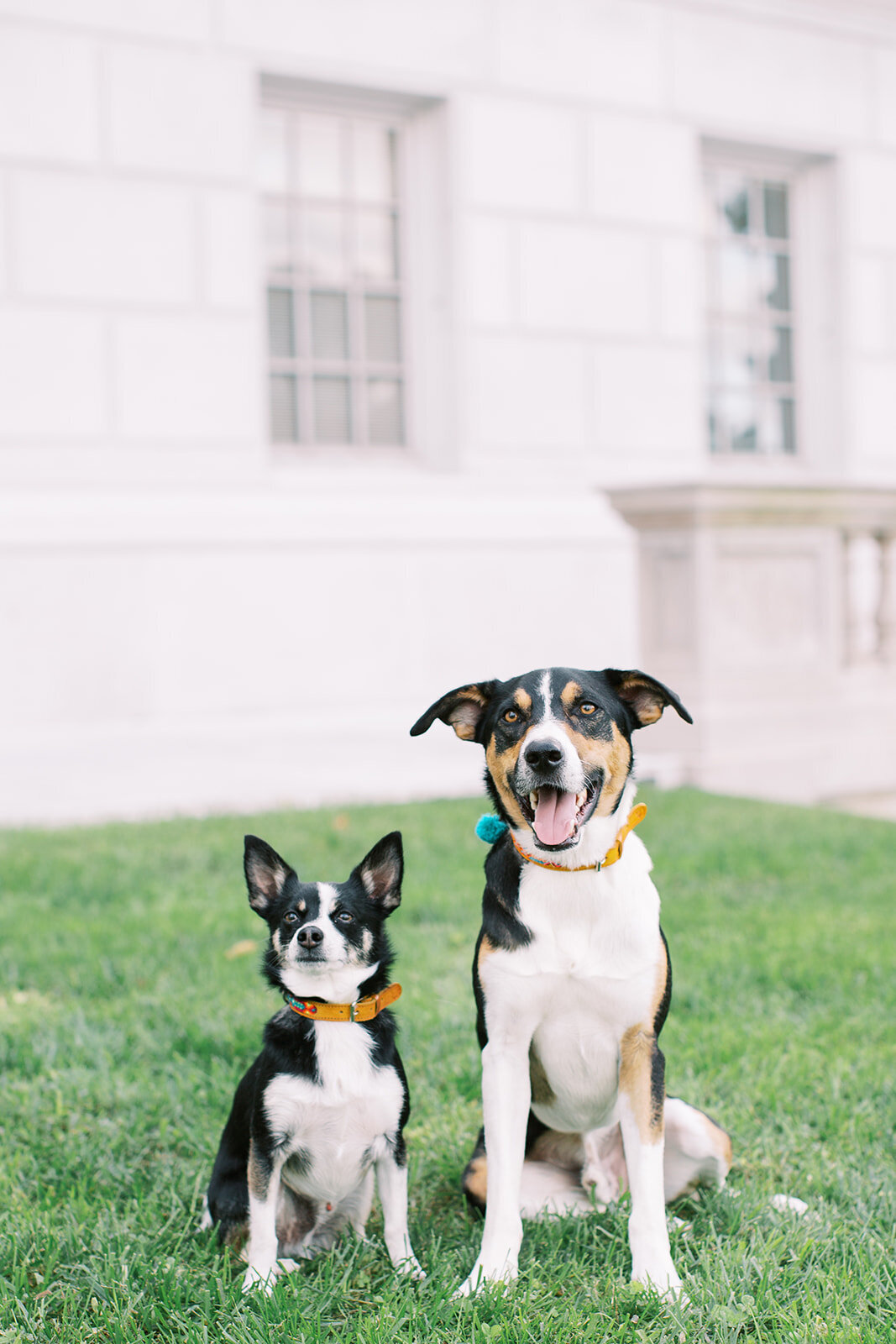 dogs engagement photography